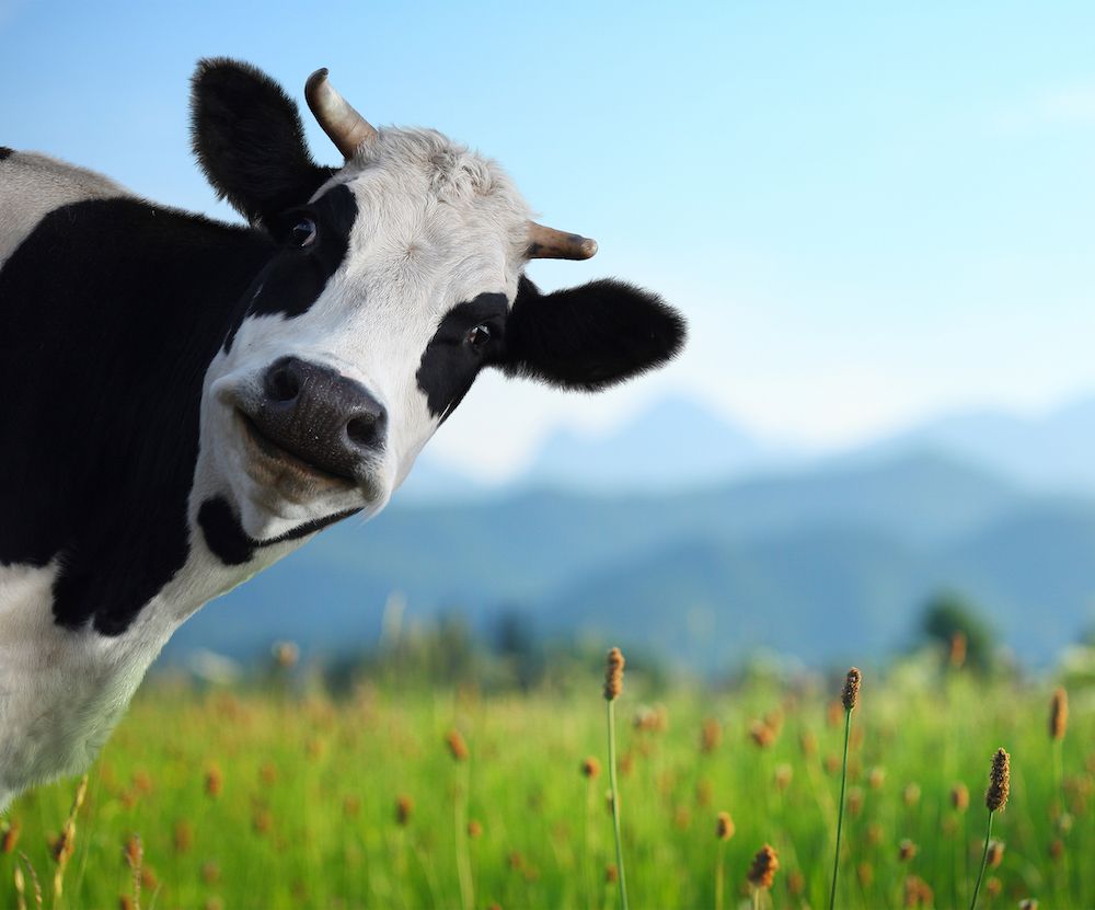 Cows and Other Hazards